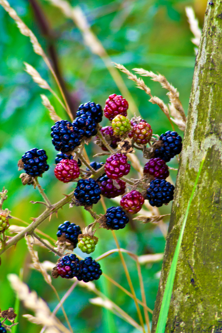 Wilde Brombeeren