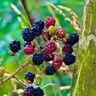 Wilde Brombeeren