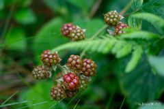 Wilde Brombeeren