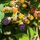 Wilde Brombeeren