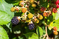 Wilde Brombeeren