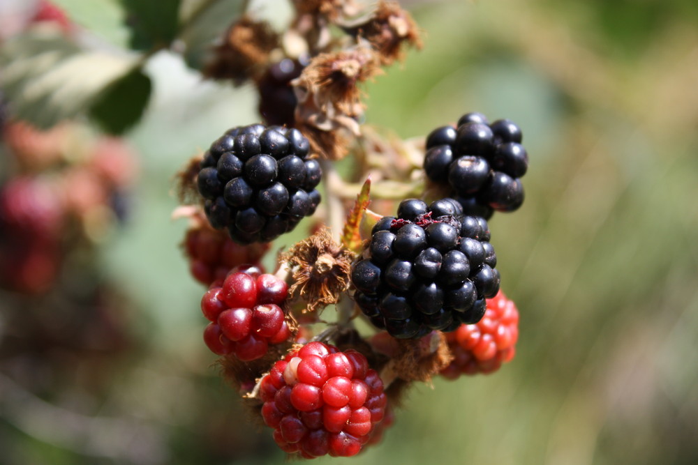 Wilde Brombeeren