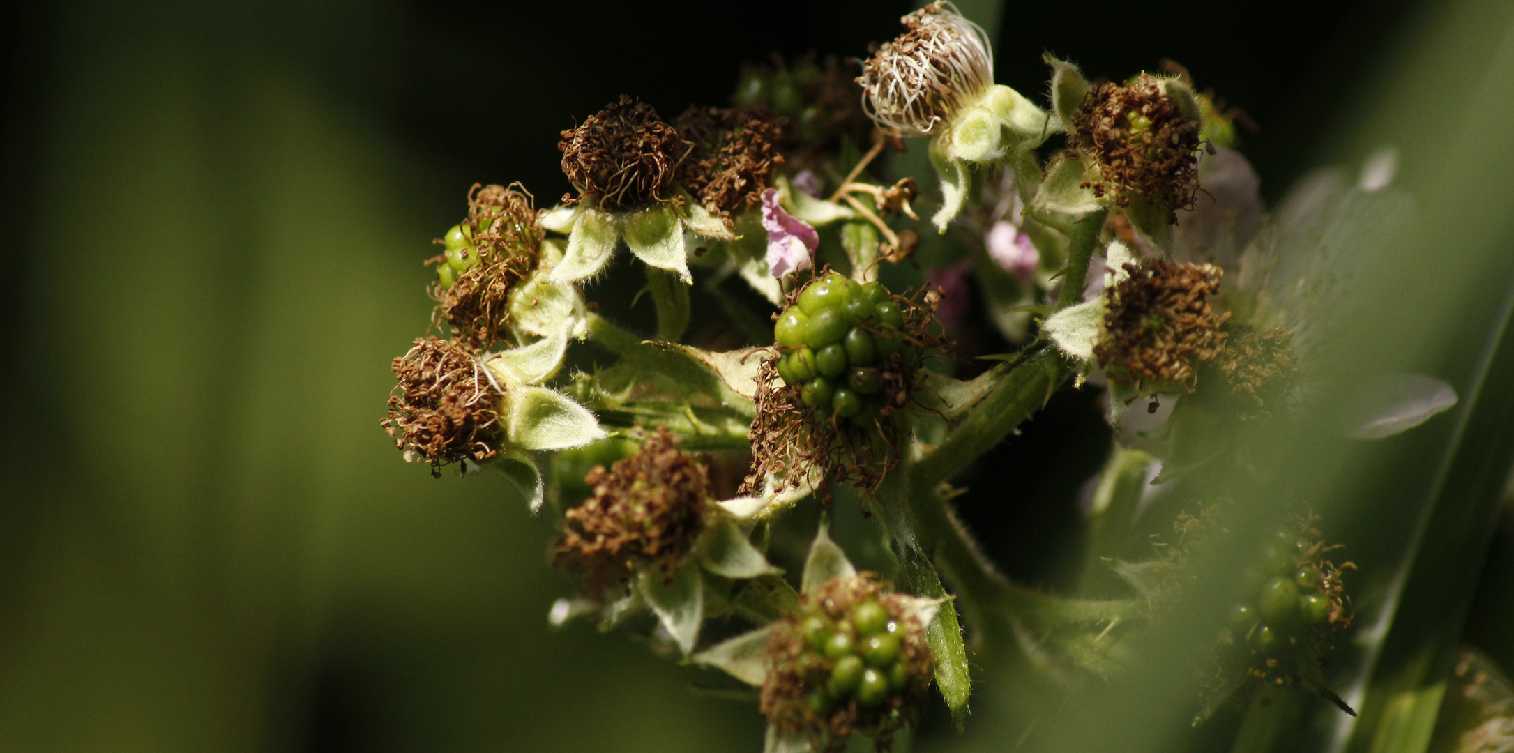 ...wilde Brombeeren...