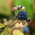 Wilde Brombeeren