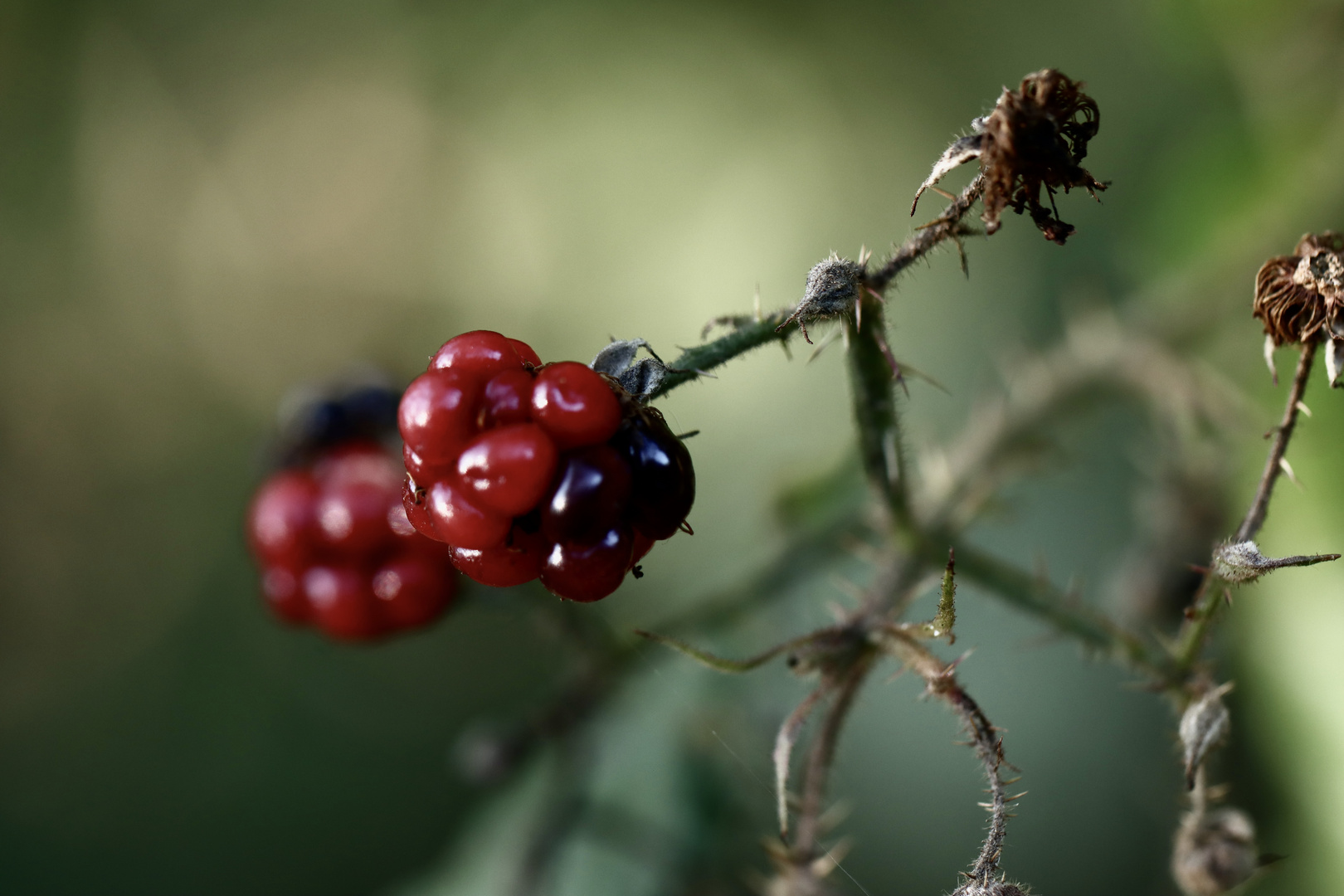 Wilde Brombeeren...