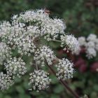 Wilde Brustwurz 'Angelica sylvestris'