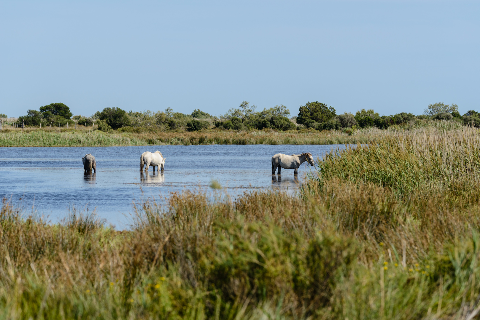 Wilde Camargue Pferde