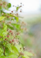 wilde clematis