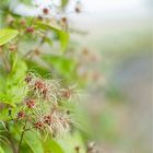 wilde clematis