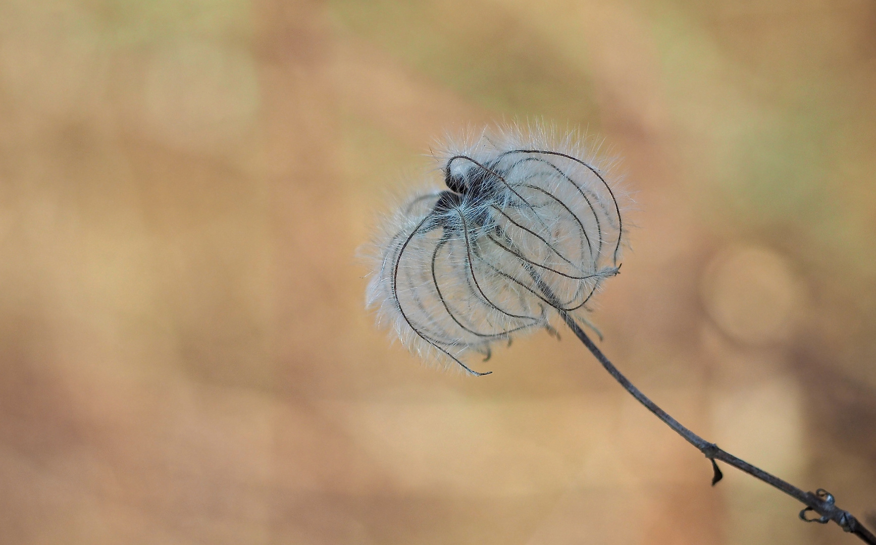 Wilde Clematis