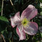 Wilde Clematis