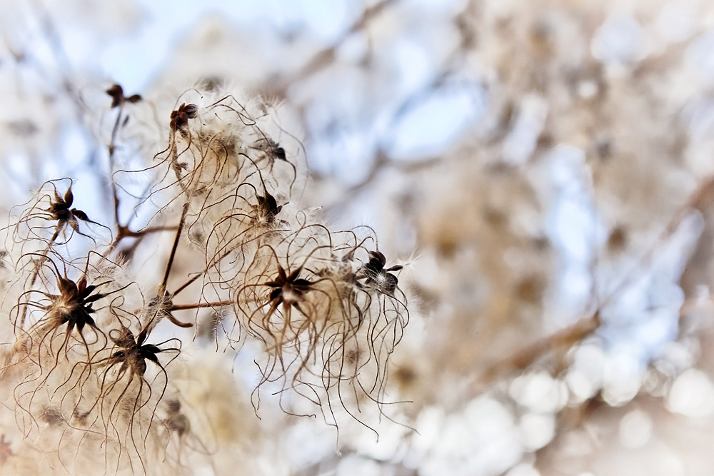 Wilde Clematis