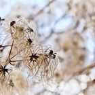 Wilde Clematis