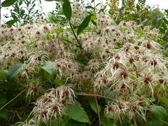 Wilde Clematis