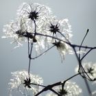 Wilde Clematis in der Sonne