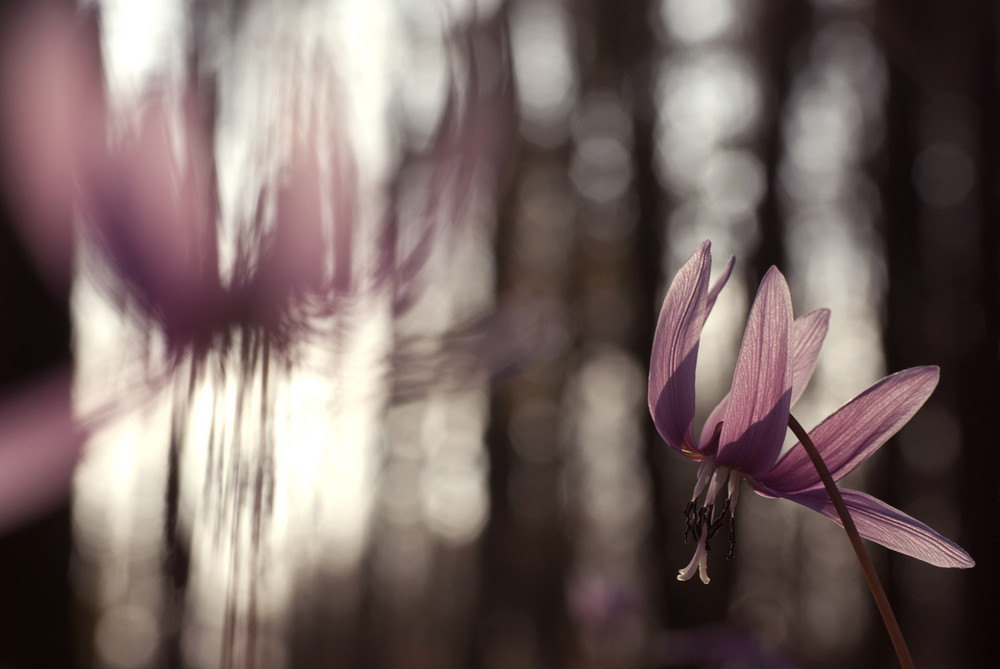 wilde cyclamen