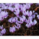 wilde Cyclamen