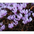 wilde Cyclamen