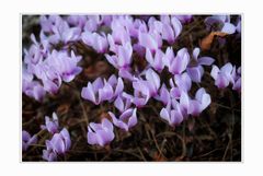 wilde Cyclamen