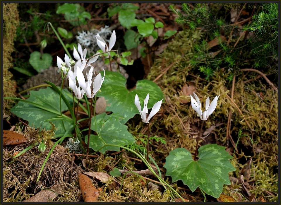 Wilde Cyclamen...