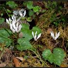 Wilde Cyclamen...