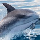 Wilde Delfine im Golf von Korinth 01
