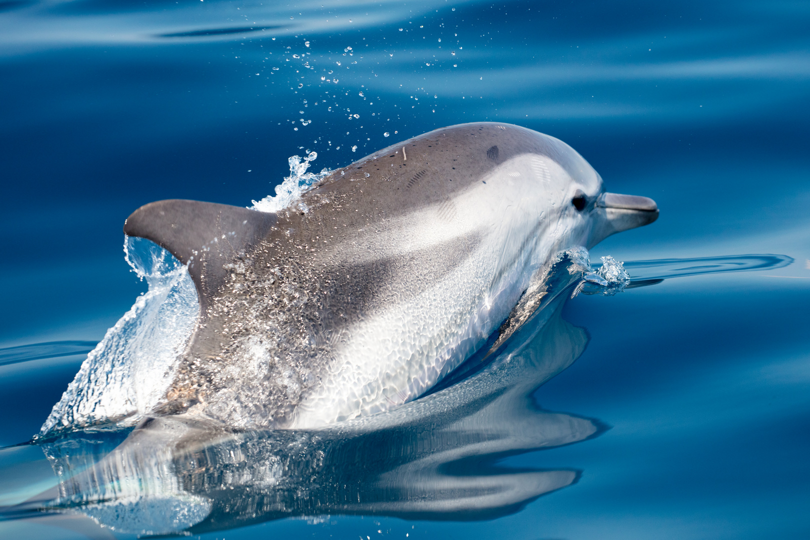 Wilde Delfine im Golf von Korinth 02