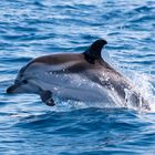Wilde Delfine im Golf von Korinth 03