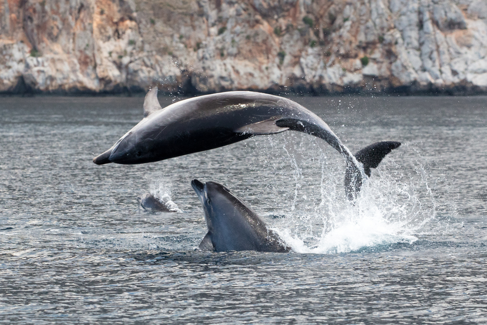 Wilde Delfine im Golf von Korinth 04