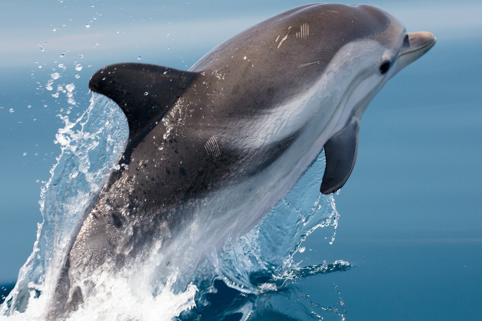 el-mundo-de-la-ecologia-los-delfines-las-diferentes-especies