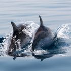 Wilde Delfine im Golf von Korinth 06