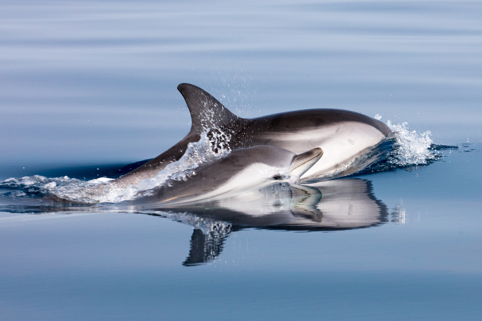 Wilde Delfine Im Golf Von Korinth 08 Foto Bild Natur Tiere Delfin Bilder Auf Fotocommunity