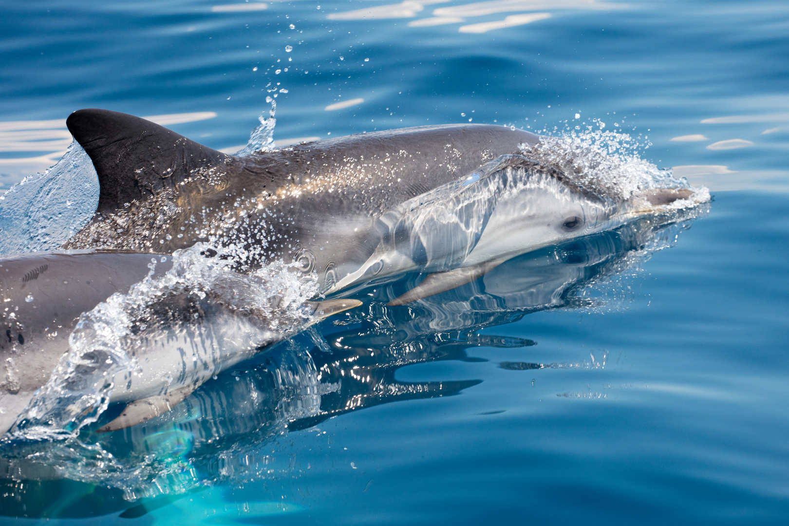 Wilde Delfine im Golf von Korinth 09
