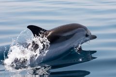Wilde Delfine im Golf von Korinth 10
