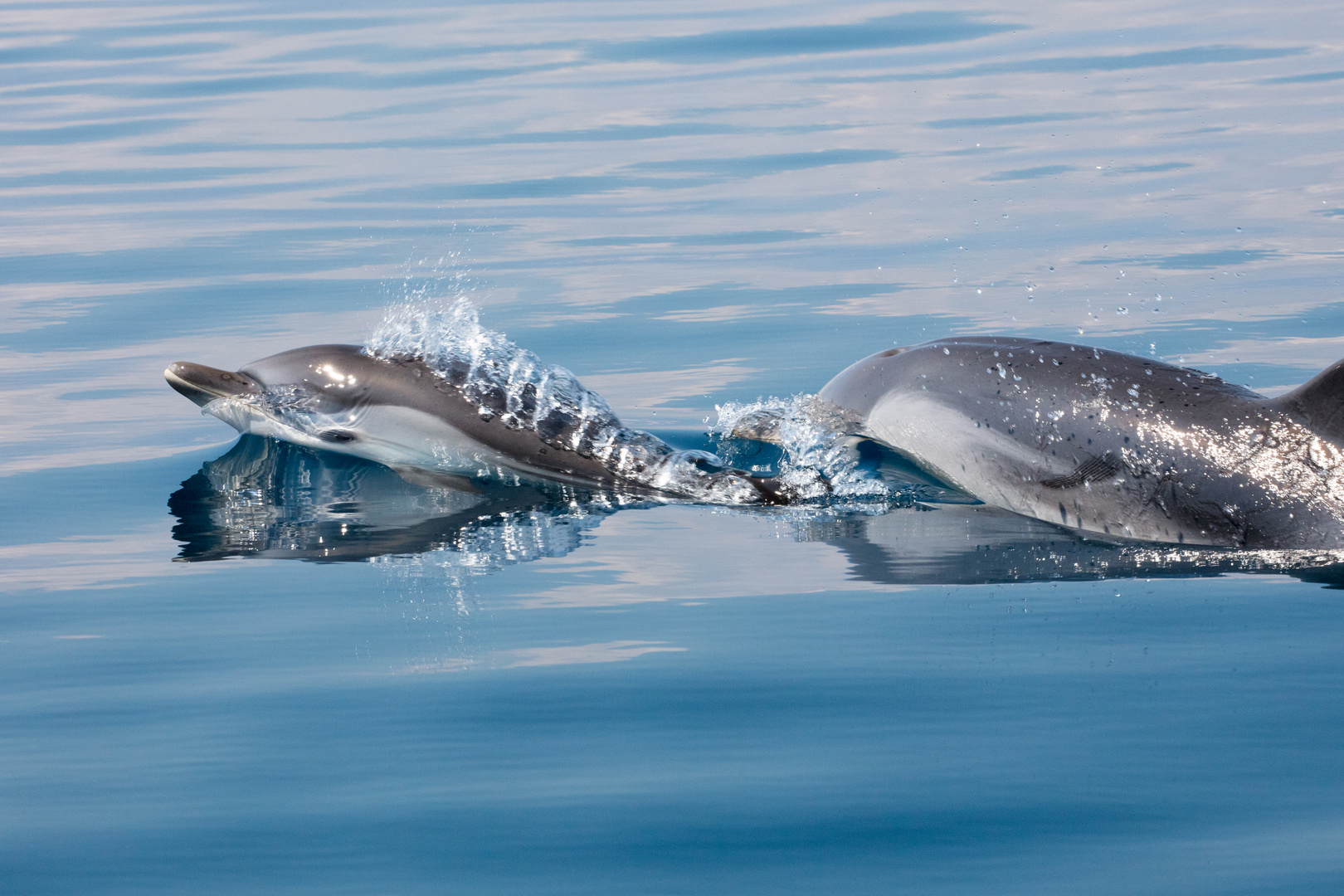 Wilde Delfine im Golf von Korinth 11