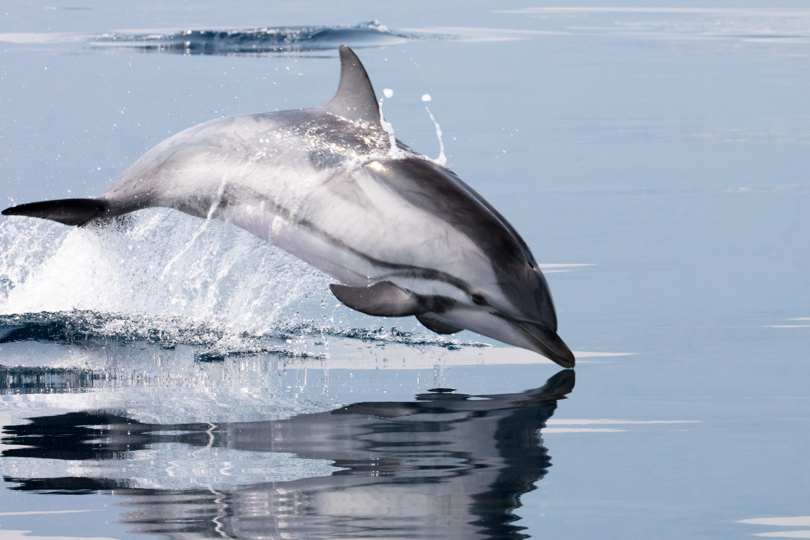 Wilde Delfine im Golf von Korinth 12