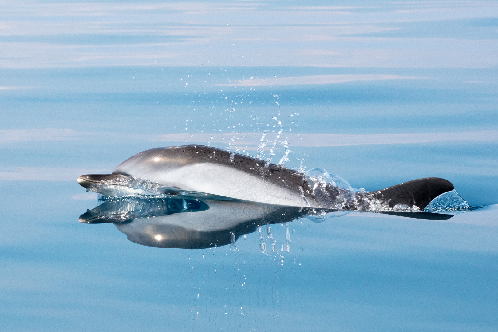 Wilde Delfine im Golf von Korinth 14