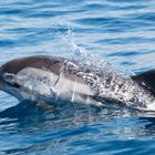 Wilde Delfine im Golf von Korinth 15