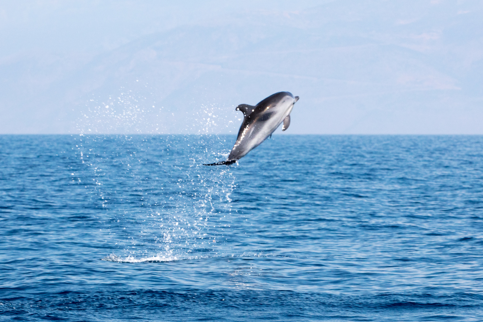Wilde Delfine Im Golf Von Korinth 16 Foto Bild Natur Tiere Delfin Bilder Auf Fotocommunity