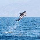 Wilde Delfine im Golf von Korinth 16
