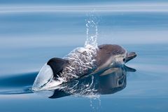 Wilde Delfine im Golf von Korinth 17