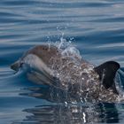 Wilde Delfine im Golf von Korinth 19