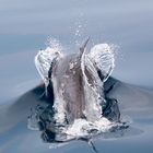 Wilde Delfine im Golf von Korinth 20