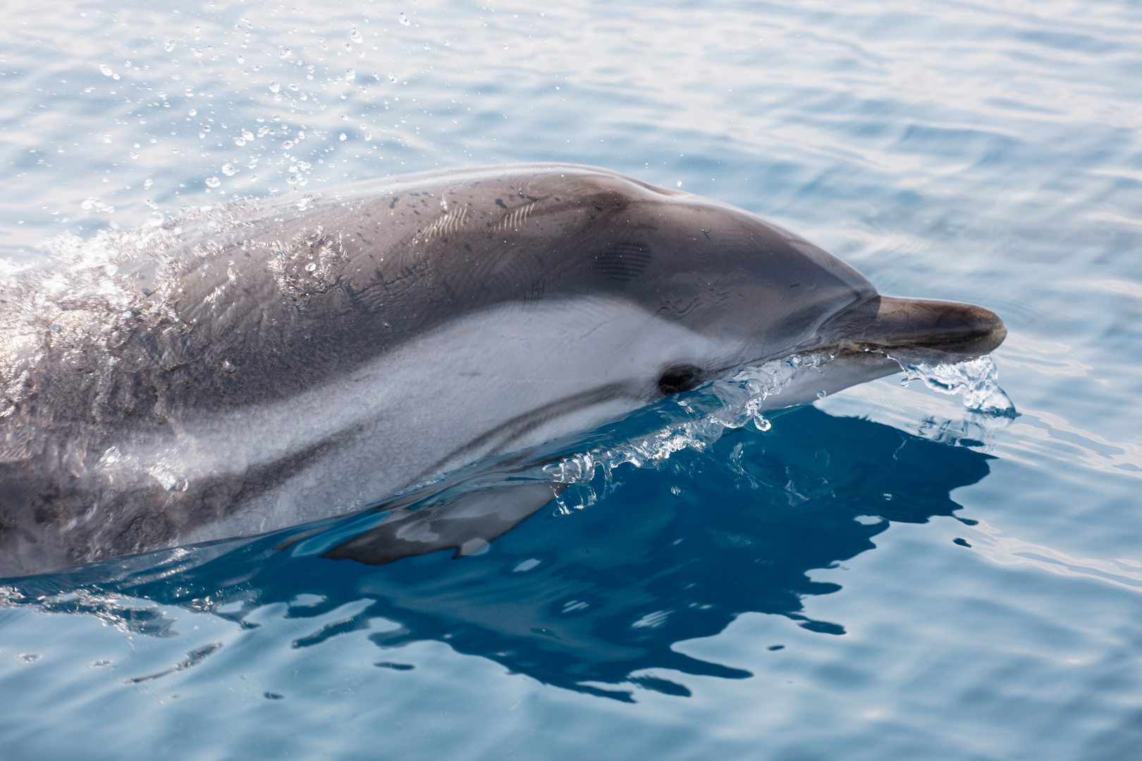 Wilde Delfine im Golf von Korinth 24
