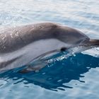 Wilde Delfine im Golf von Korinth 24