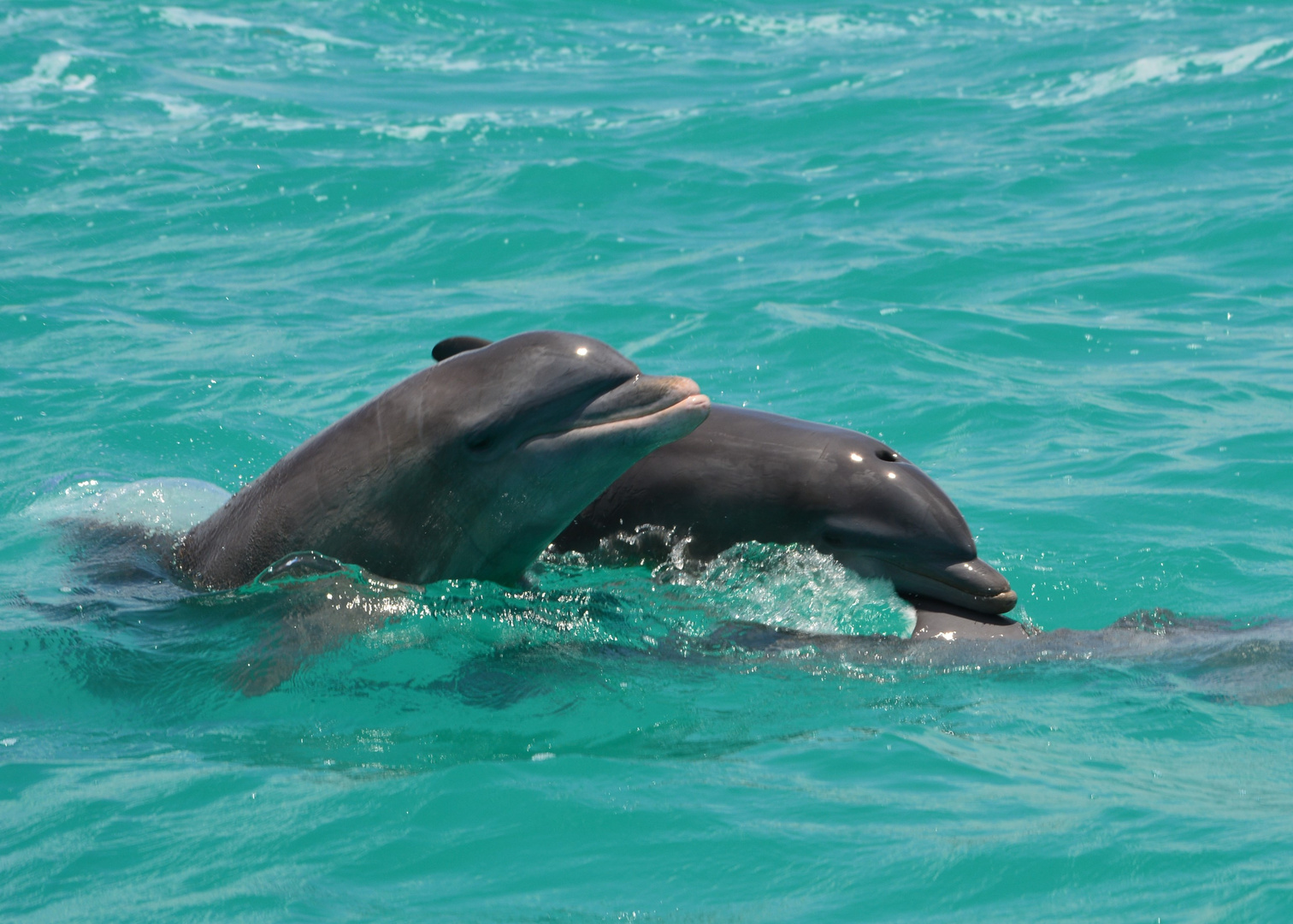 Wilde Delphine bei Punta Allen (Mexico)