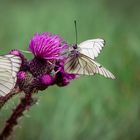 Wilde Distel