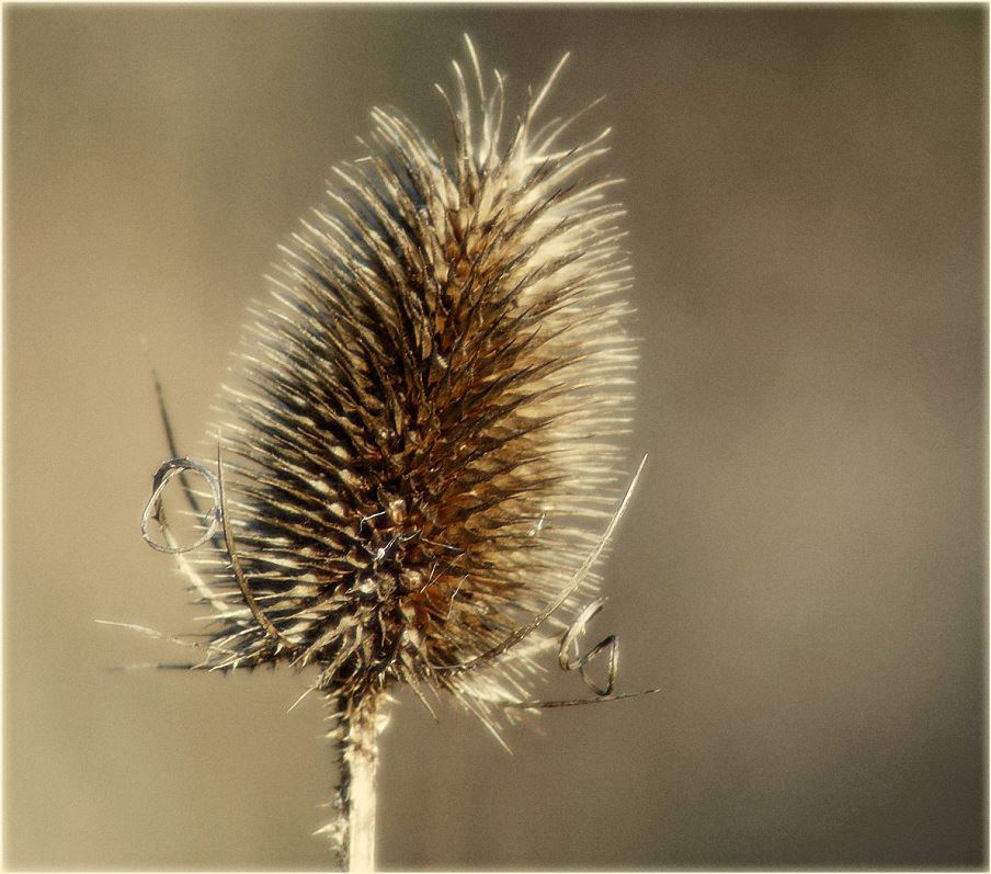 Wilde Distel