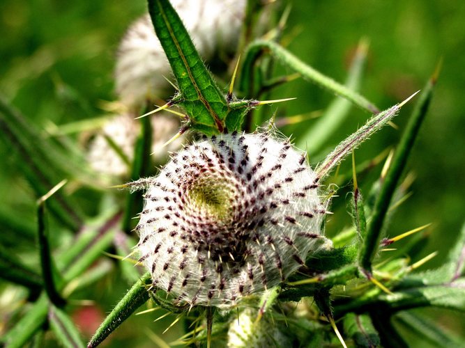 Wilde Distel