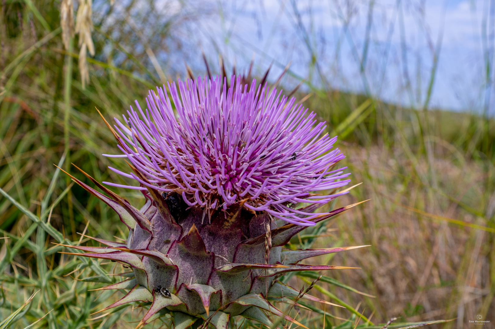 Wilde Distel auf Mallorca